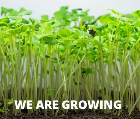 Growing Green Grass with Text We are Growing